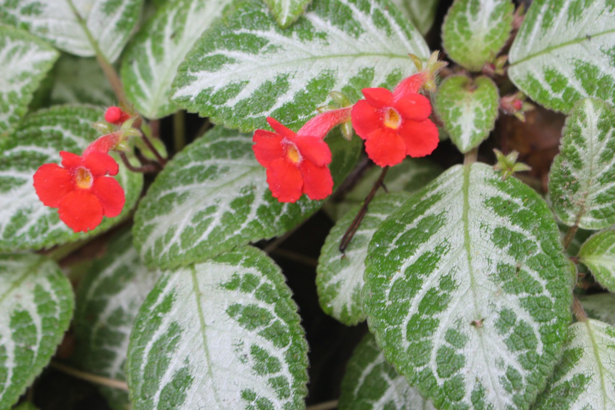 Episcia